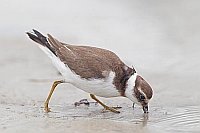 Sandregenpfeifer sucht Nahrung