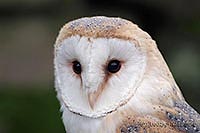 Schleiereule Kopf von vorn