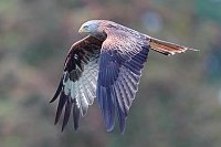 Rotmilan Fluegelabschlag