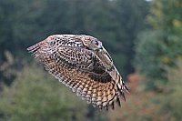 Uhu fliegt vor Herbstwald