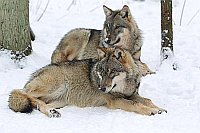 Wolf 2 im Schnee liegend