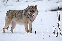 Wolf im Schnee stehend