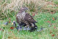 Habicht beim Rupfen Kraehe