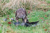 Habicht Kraehe mit Feder