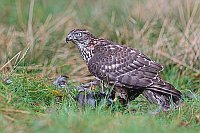 Habicht mit gefangener Kraehe