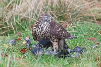 Habicht rupft Kraehe