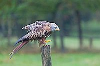 Rotmilan auf Pfahl Fuss hebend