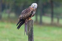 Rotmilan nach hinten schauend