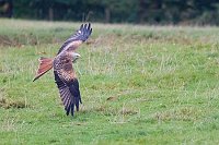 Rotmilan ueber Wiese segelnd