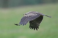 Schwarzmilan im Flug rufend