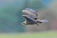 Schwarzmilan ueber Wiese