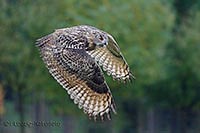 Uhu im Flug am Waldrand