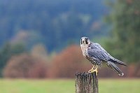 Wanderfalke a Weidepfahl sitze