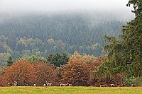 Rotwild Herbststimmung Solling