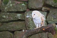Schleiereule auf Ast vor Mauer