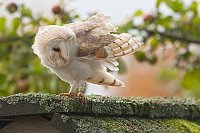 Schleiereule auf Dach Fluegel