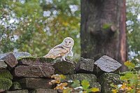 Schleiereule auf Mauer Hebstla