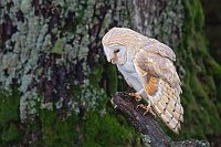 Schleiereule v Baum nach u bli