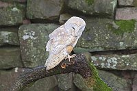 Schleiereule v Mauer nach u bl