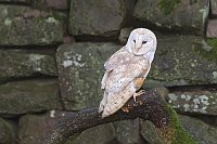 Schleiereule vor Mauer zurue s