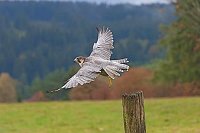 Wanderfalke fliegend