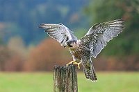 Wanderfalke Pfahl anfliegend