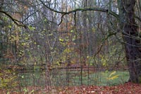 Hainich alter Baum am Teich