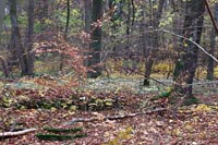 Hainich Laubwald Urwald