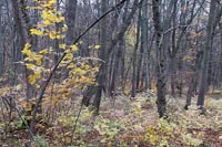 Hainich Laubwald Verjuengung