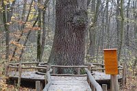 Hainich Nationalpark dickster