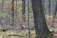 Hainich Nationalpark Urwald