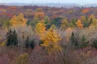 Hainich Nationalpark im Herbst