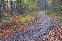 Hainich Nationalpark Waldweg