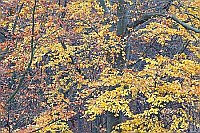 Rotbuche mit Herbstlaub