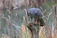 Habicht geduckte Haltung