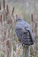 Habicht am Schilfufer a Pfahl