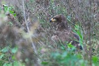 Steppenadler in Vegetation