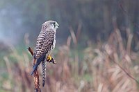 Turmfalke im Regen auf Ast
