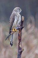 Turmfalke im Regen HF