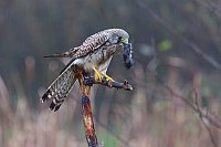 Turmfalke Maus im Schnabel