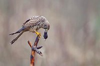 Turmfalke verspeist Maus