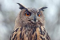 Uhu Kopf von vorn Regen