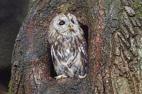 Waldkauz in Baumhoehle