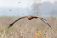 Steppenadler im Flug frontal