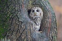 Waldkauz aus Hoehle schauend