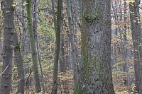 Laubwald Buchen im Hainich
