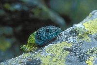 Smaragdeidechse Kopf