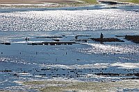 Algarve Muschelsucher bei Cace