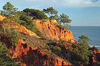 Algarve Nadelbaeume auf Felsen
