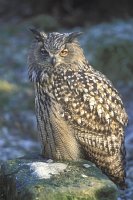 Uhu auf Stein